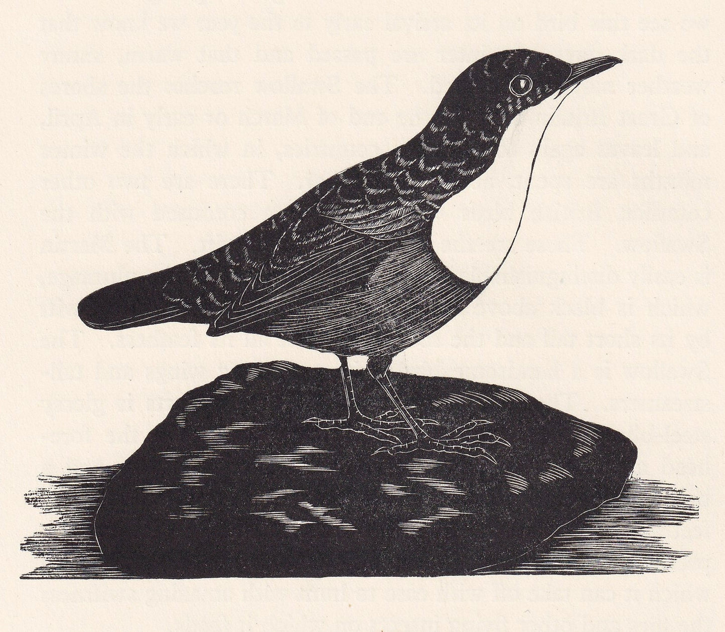 1929 DIPPER BIRD Print Wood Engraving - Bird Wall Art - Bird Wood Engraving - Antique Animal Print - 95 Years Old - 7.25 x 8 