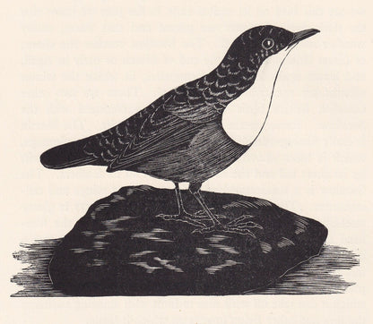 1929 DIPPER BIRD Print Wood Engraving - Bird Wall Art - Bird Wood Engraving - Antique Animal Print - 95 Years Old - 7.25 x 8 