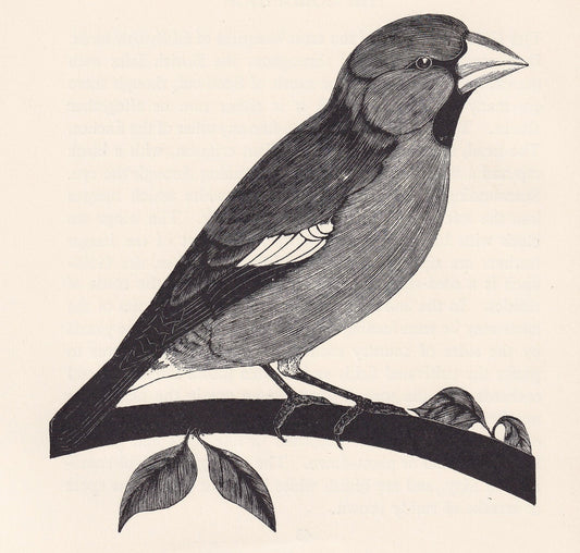 1929 HAWFINCH BIRD Print Wood Engraving - Bird Wall Art - Bird Wood Engraving - Antique Animal Print - 95 Years Old - 7.25 x 