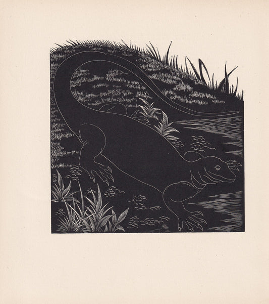 1929 WATER MONITOR Print Wood Engraving - Lizard Wall Art - Lizard Wood Engraving - Antique Animal Print - 95 Years Old - 7.25 x 8 Inches