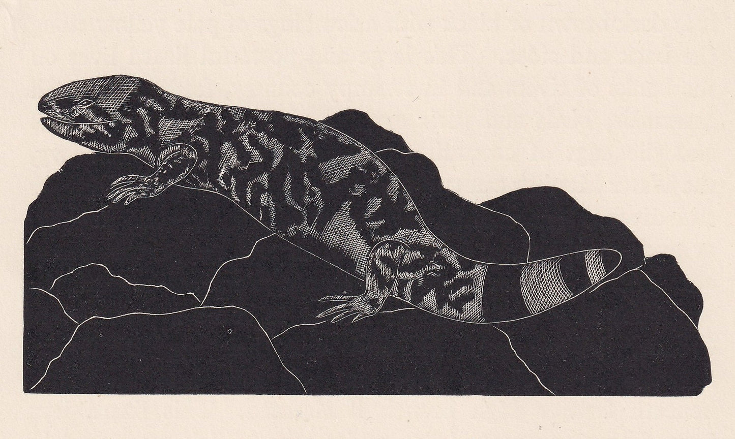 1929 GILA MONSTER Print Wood Engraving - Lizard Wall Art - Lizard Wood Engraving - Antique Animal Print - 95 Years Old - 7.25