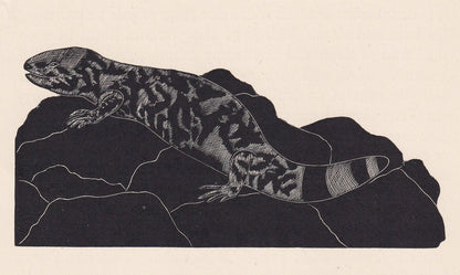 1929 GILA MONSTER Print Wood Engraving - Lizard Wall Art - Lizard Wood Engraving - Antique Animal Print - 95 Years Old - 7.25