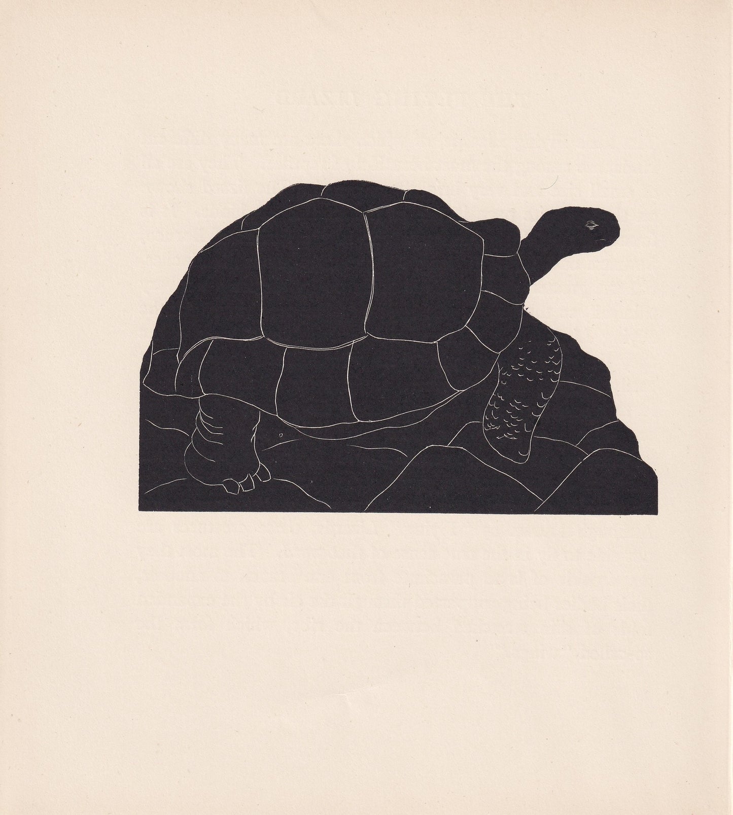 1929 GIANT TORTOISE Print Wood Engraving - Tortoise Wall Art - Tortoise Wood Engraving - Antique Print - 95 Years Old - 7.25 