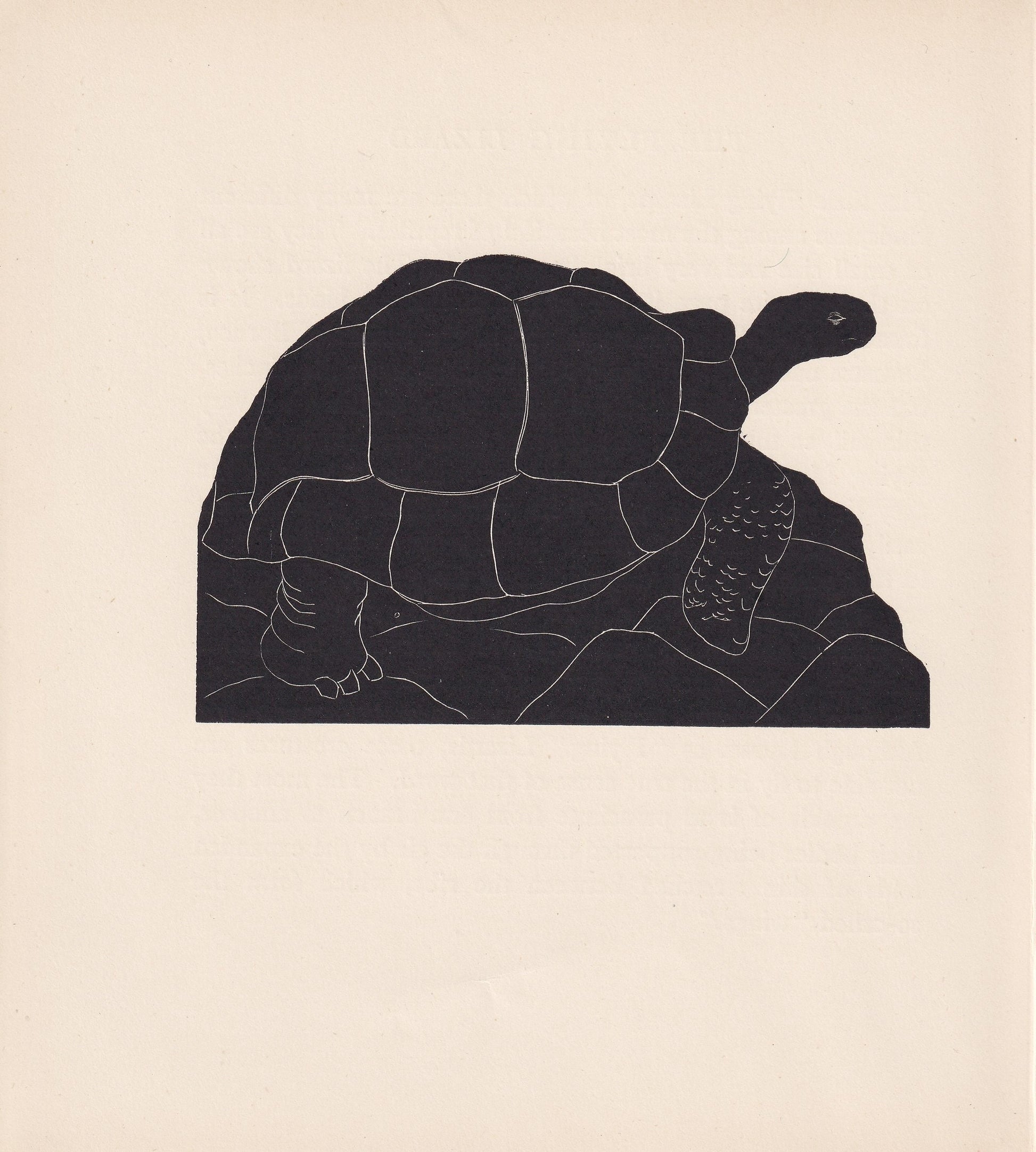 1929 GIANT TORTOISE Print Wood Engraving - Tortoise Wall Art - Tortoise Wood Engraving - Antique Print - 95 Years Old - 7.25 