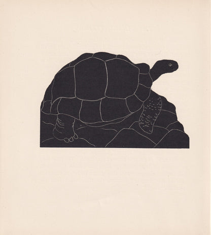 1929 GIANT TORTOISE Print Wood Engraving - Tortoise Wall Art - Tortoise Wood Engraving - Antique Print - 95 Years Old - 7.25 