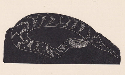1929 PUFF ADDER SNAKE Print Wood Engraving - Snake Wall Art - Snake Wood Engraving - Antique Animal Print - 95 Years Old - 7.25 x 8 Inches