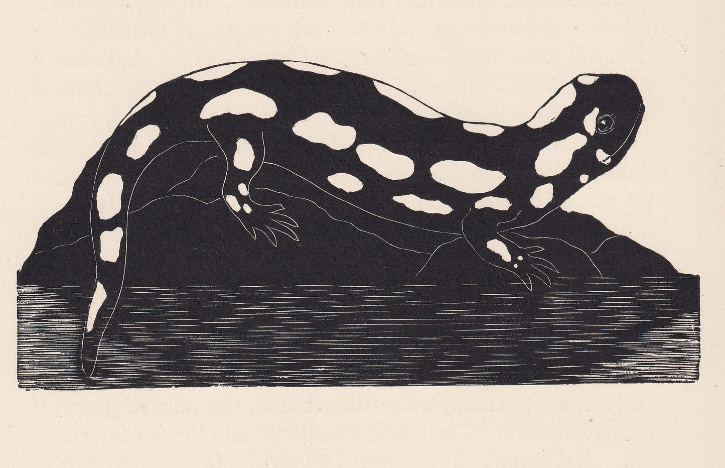 1929 SPOTTED SALAMANDER Print Wood Engraving - Lizard Wall Art - Lizard Engraving - Antique Animal Print - 95 Years Old - 7.2