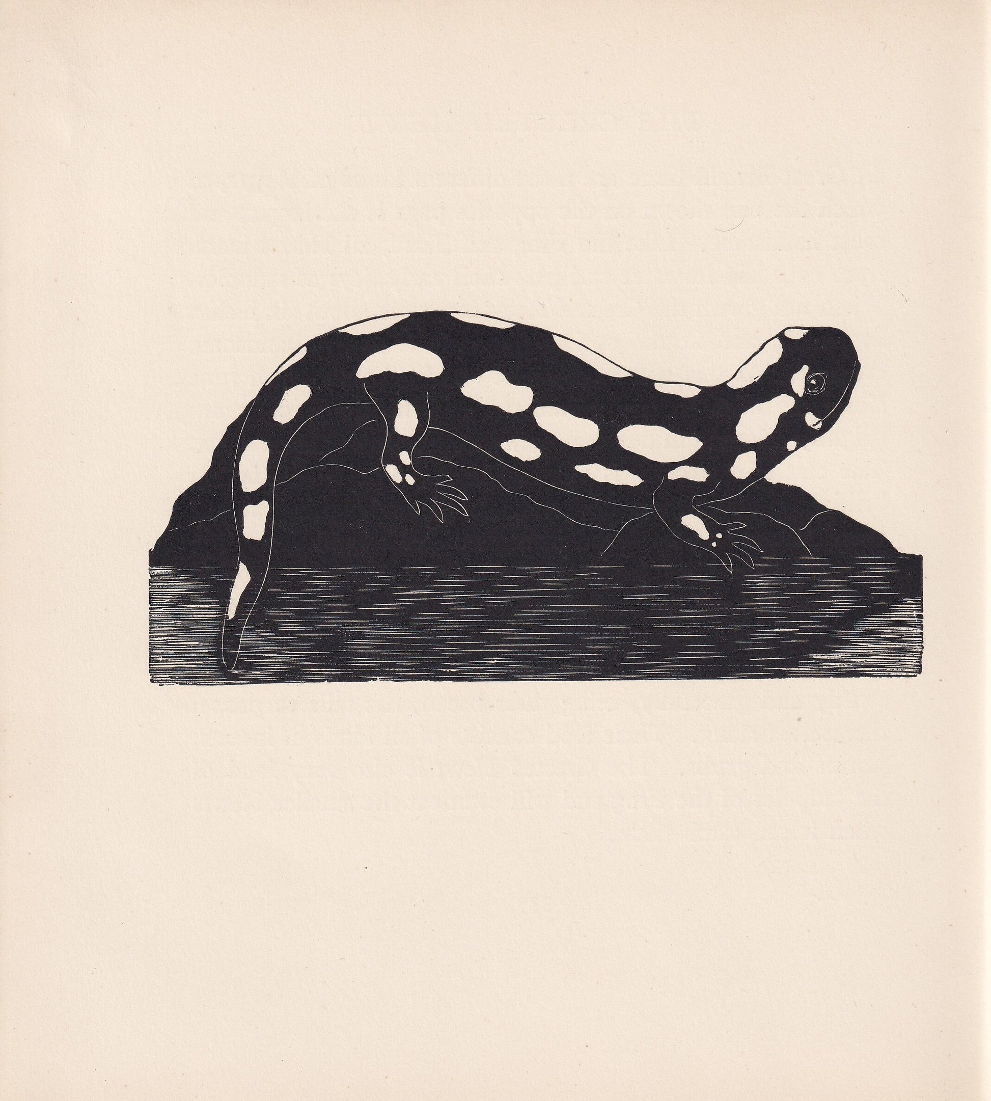 1929 SPOTTED SALAMANDER Print Wood Engraving - Lizard Wall Art - Lizard Engraving - Antique Animal Print - 95 Years Old - 7.2