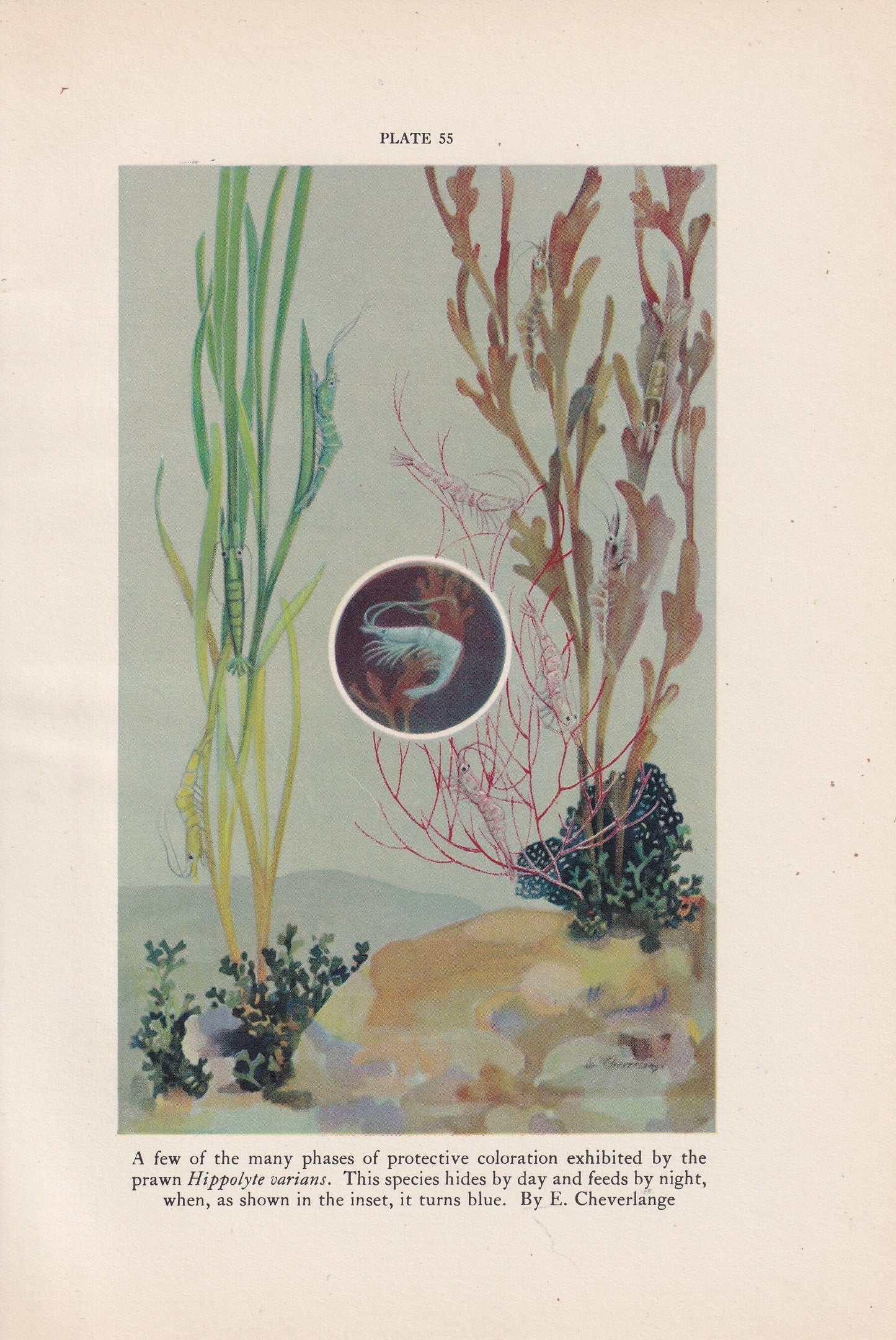 1934 PRAWN Print - Original Vintage Print - Sea Life Decor - Sea Wall Art - Prawn Art - 89 Years Old - 9.15 x 6 Inches