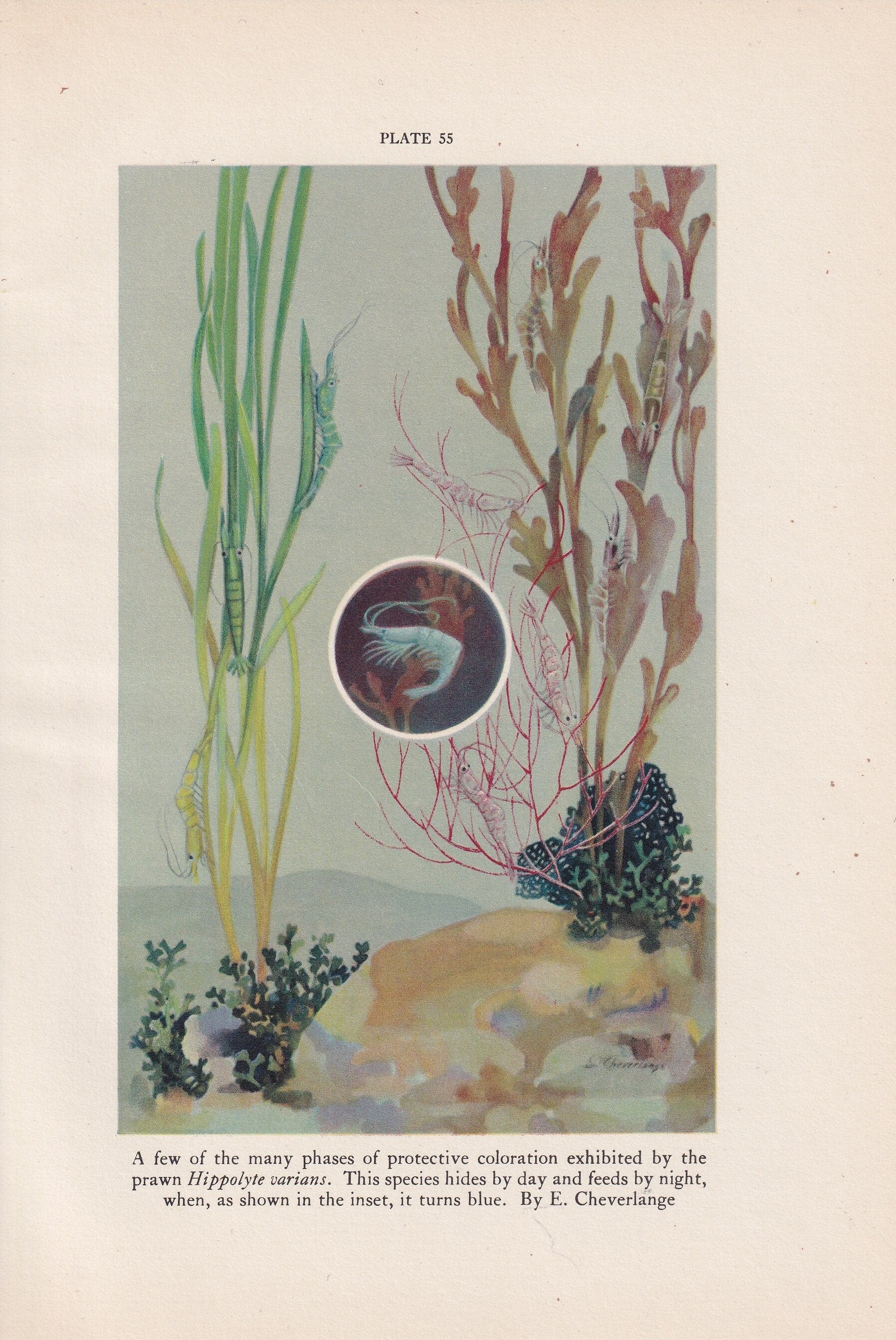 1934 PRAWN Print - Original Vintage Print - Sea Life Decor - Sea Wall Art - Prawn Art - 89 Years Old - 9.15 x 6 Inches