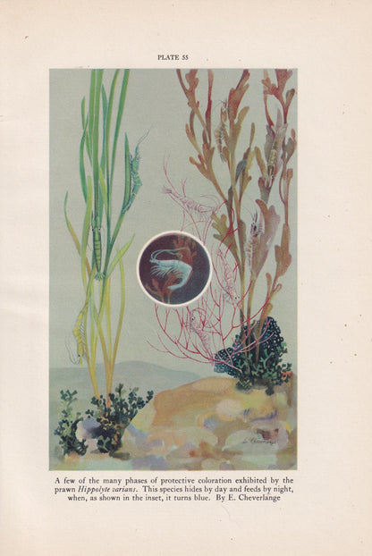 1934 PRAWN Print - Original Vintage Print - Sea Life Decor - Sea Wall Art - Prawn Art - 89 Years Old - 9.15 x 6 Inches