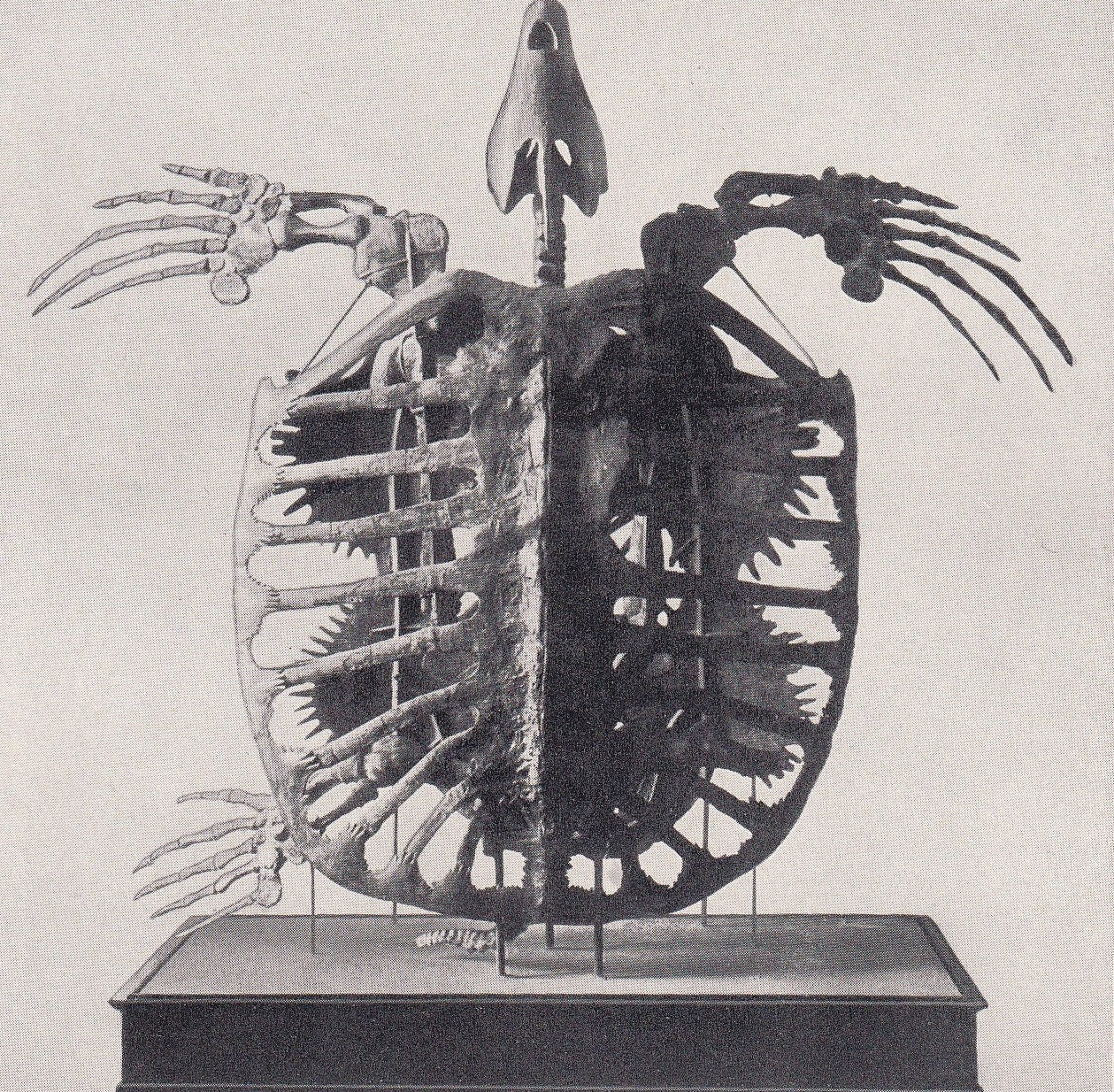 1934 SEA TURTLE SKELETON Print - Original Vintage Print - Turtle Wall Art - Reptile Print - Turtle Decor - 89 Years Old - 9.15 x 6 Inches