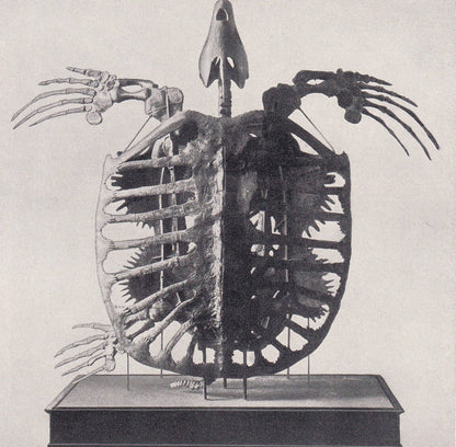 1934 SEA TURTLE SKELETON Print - Original Vintage Print - Turtle Wall Art - Reptile Print - Turtle Decor - 89 Years Old - 9.15 x 6 Inches