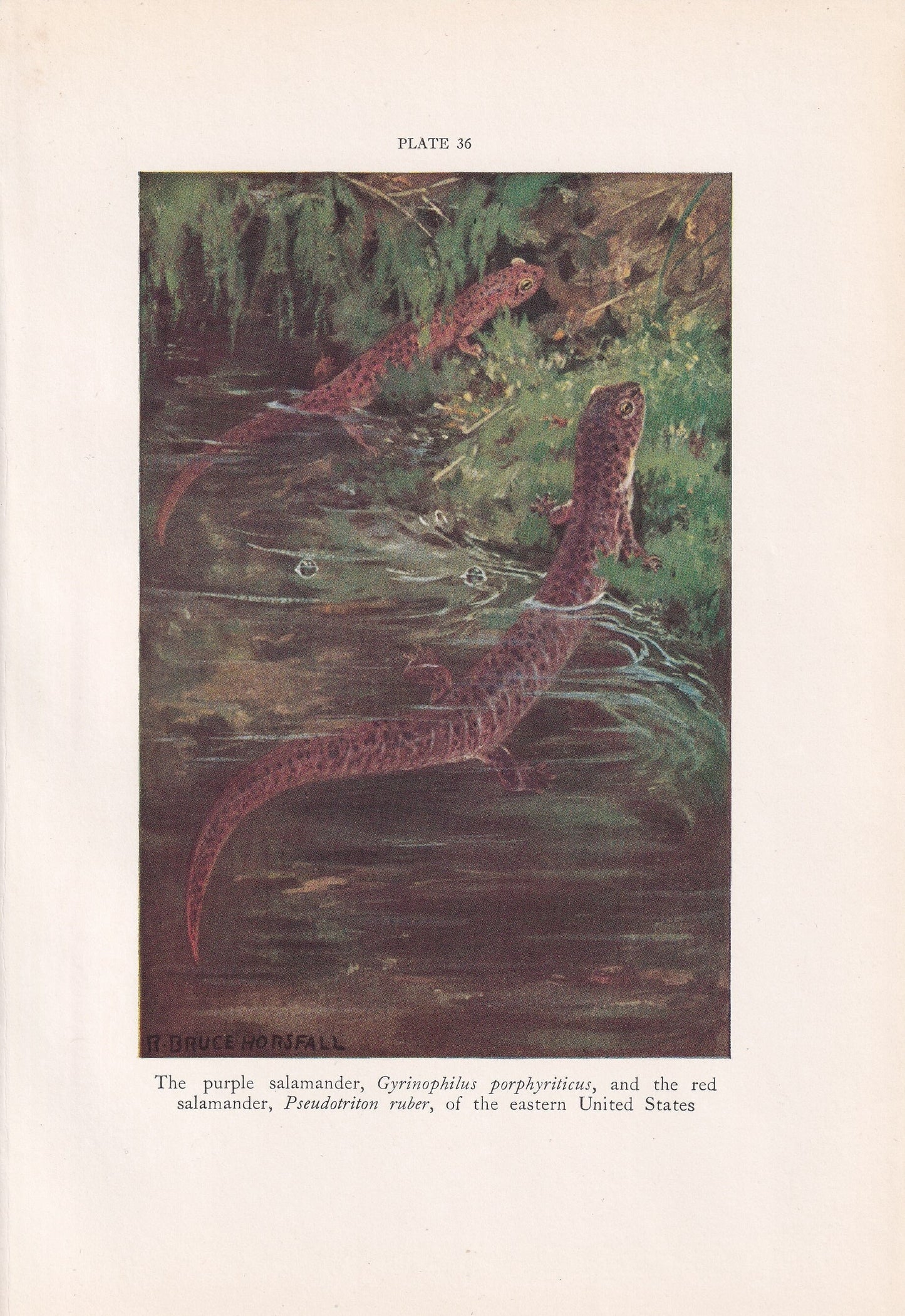 1934 SALAMANDER Print - Original Vintage Print - Salamander Wall Art - Lizard Print - Lizard Decor - 89 Years Old - 9.15 x 6 