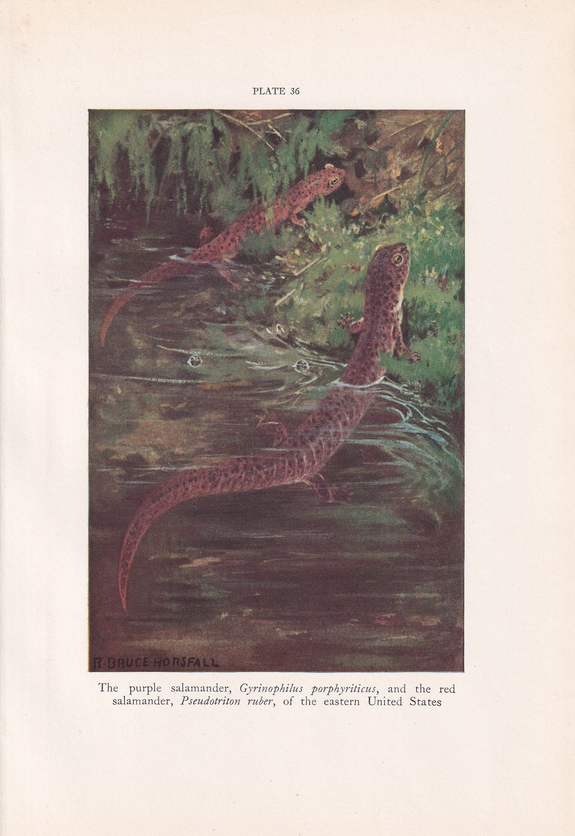 1934 SALAMANDER Print - Original Vintage Print - Salamander Wall Art - Lizard Print - Lizard Decor - 89 Years Old - 9.15 x 6 