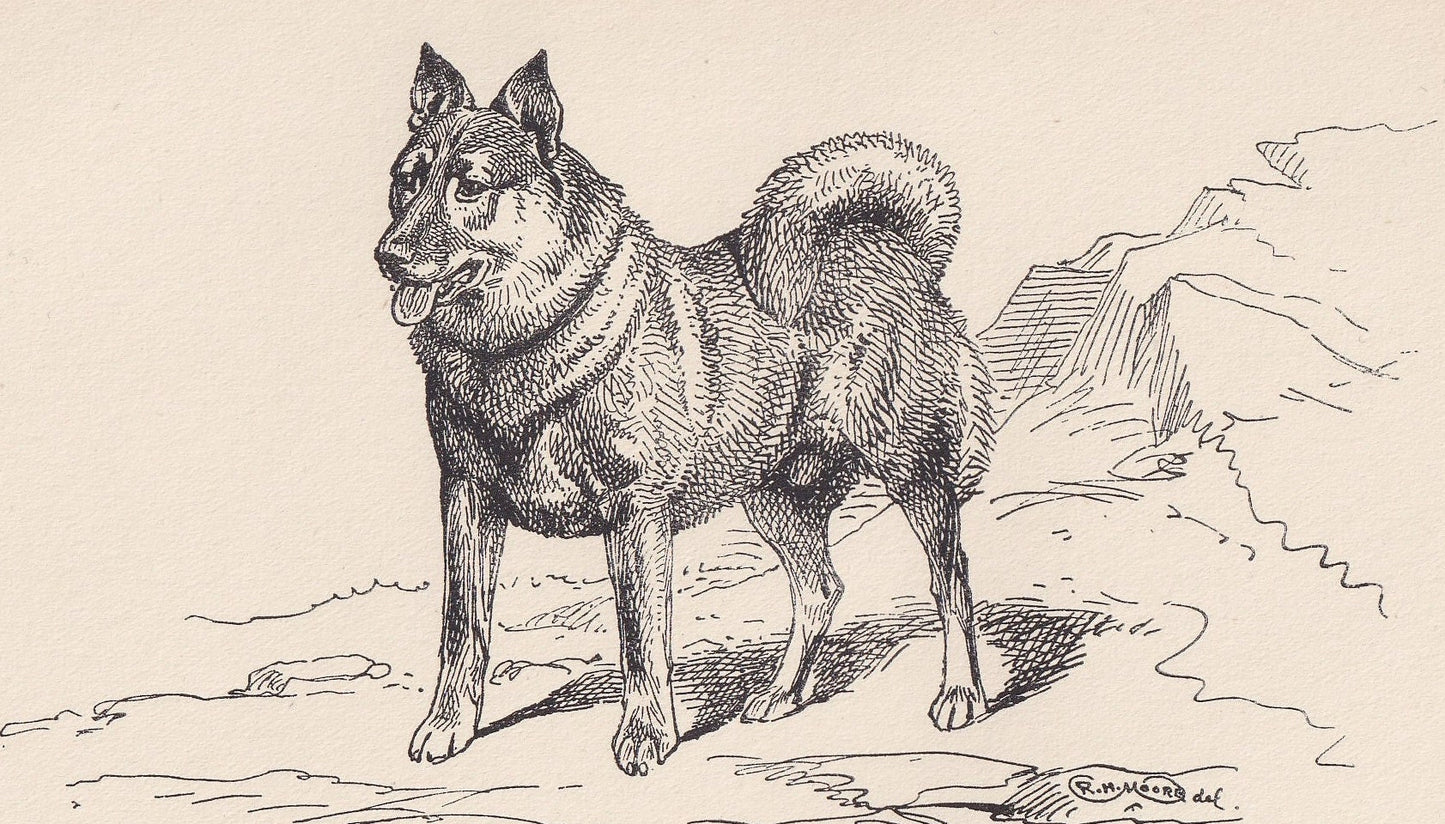 1900 NORWEGIAN ELKHOUND DOG Print - Original Antique Dog Print - R. H. Moore - Dog Wall Art - Dog Lover - Dog Gift - 8.6 x 5.