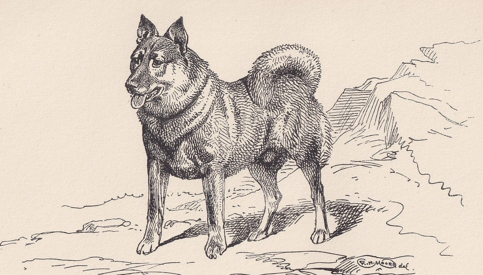 1900 NORWEGIAN ELKHOUND DOG Print - Original Antique Dog Print - R. H. Moore - Dog Wall Art - Dog Lover - Dog Gift - 8.6 x 5.