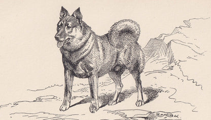 1900 NORWEGIAN ELKHOUND DOG Print - Original Antique Dog Print - R. H. Moore - Dog Wall Art - Dog Lover - Dog Gift - 8.6 x 5.