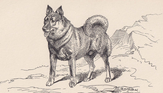 1900 NORWEGIAN ELKHOUND DOG Print - Original Antique Dog Print - R. H. Moore - Dog Wall Art - Dog Lover - Dog Gift - 8.6 x 5.