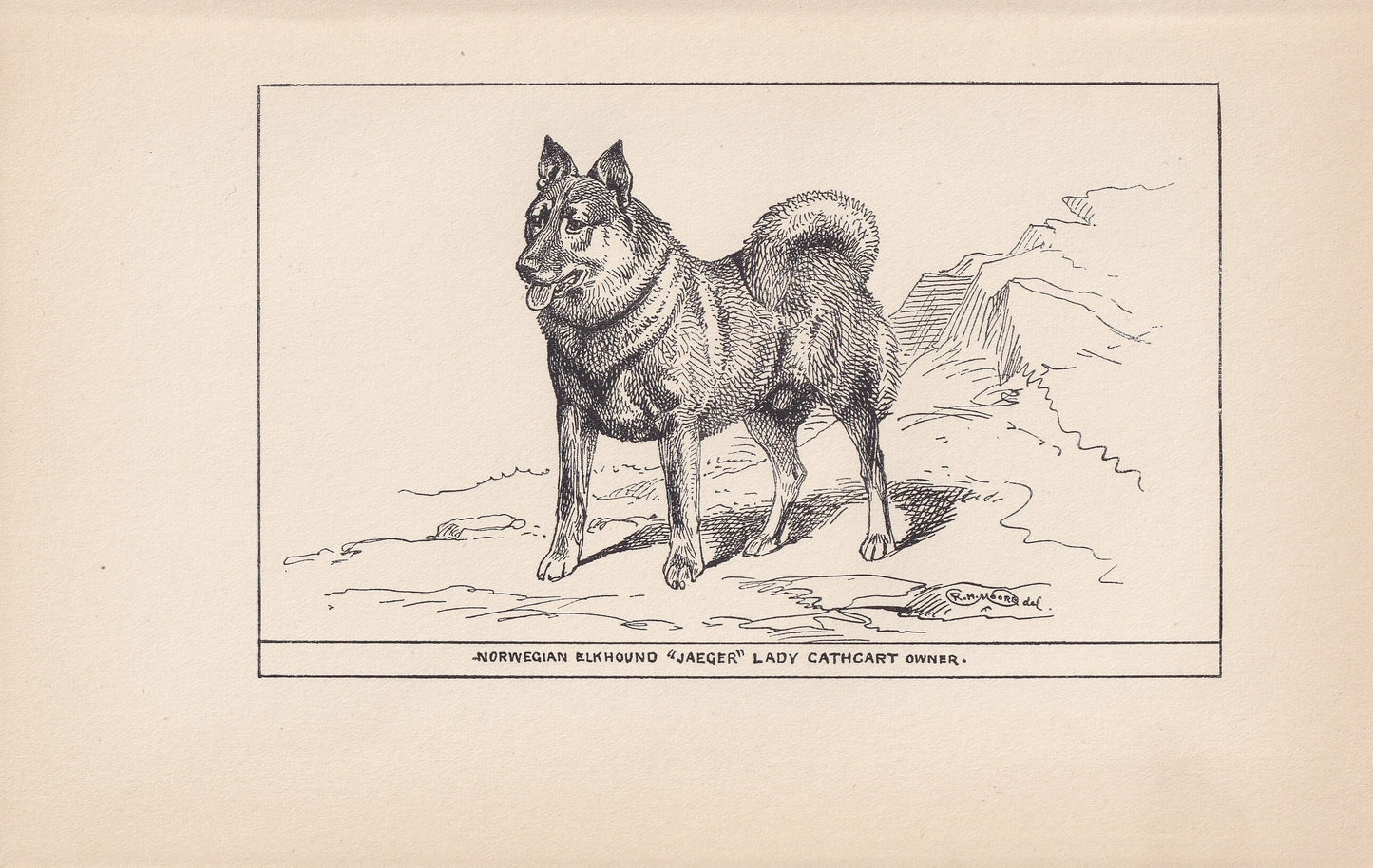 1900 NORWEGIAN ELKHOUND DOG Print - Original Antique Dog Print - R. H. Moore - Dog Wall Art - Dog Lover - Dog Gift - 8.6 x 5.