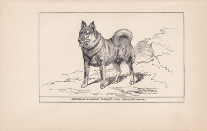 1900 NORWEGIAN ELKHOUND DOG Print - Original Antique Dog Print - R. H. Moore - Dog Wall Art - Dog Lover - Dog Gift - 8.6 x 5.