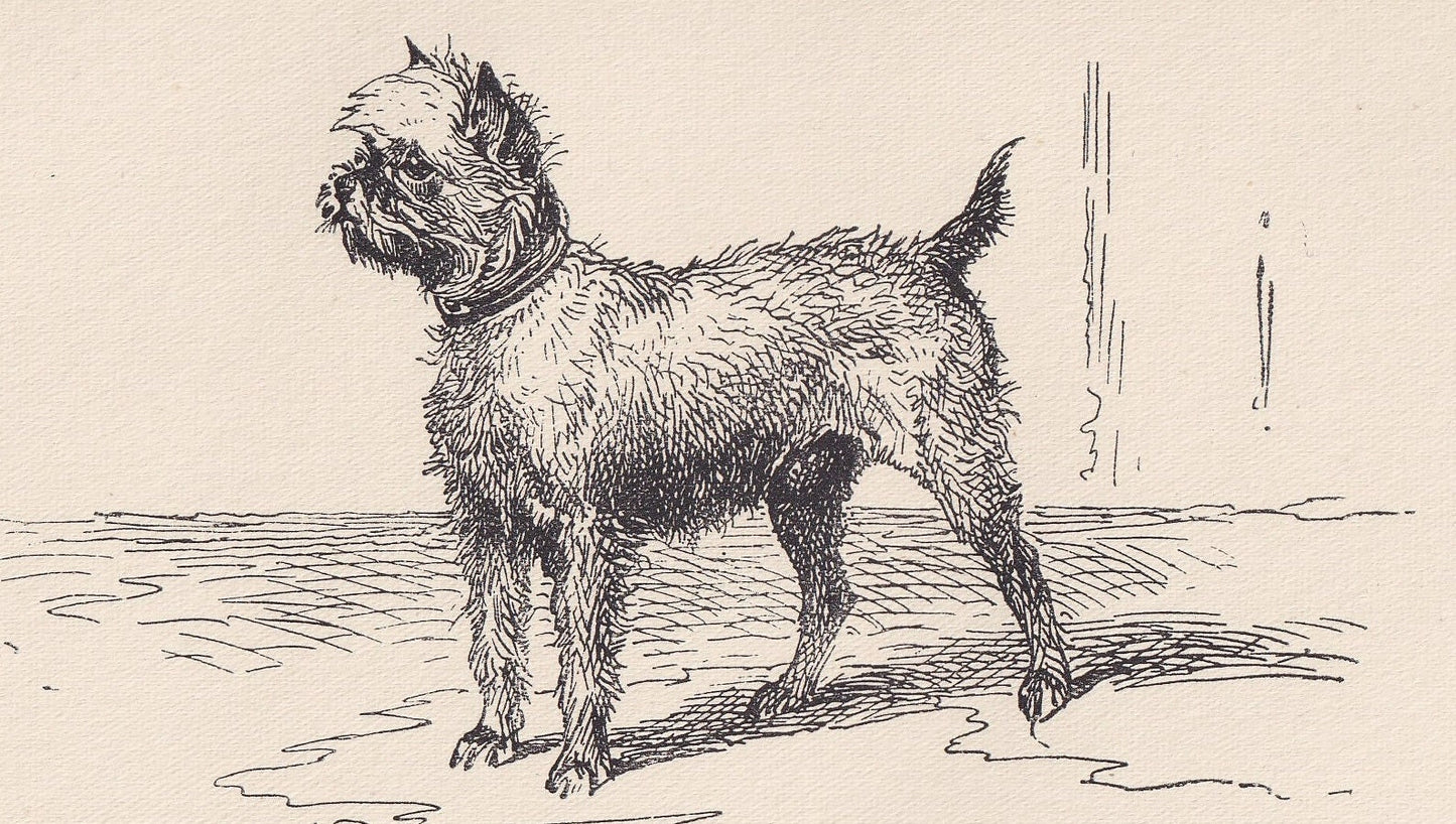1900 BRUSSELS GRIFFON DOG Print - Original Antique Dog Print - R. H. Moore - Dog Wall Art - Dog Lover - Dog Gift - 8.6 x 5.6 