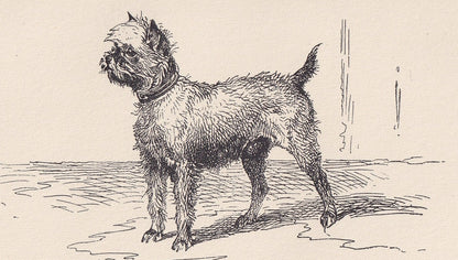 1900 BRUSSELS GRIFFON DOG Print - Original Antique Dog Print - R. H. Moore - Dog Wall Art - Dog Lover - Dog Gift - 8.6 x 5.6 