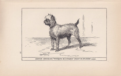 1900 BRUSSELS GRIFFON DOG Print - Original Antique Dog Print - R. H. Moore - Dog Wall Art - Dog Lover - Dog Gift - 8.6 x 5.6 