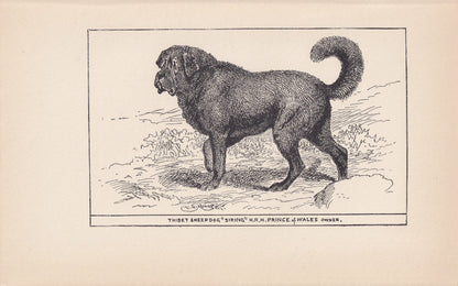 1900 TIBETAN MASTIFF DOG Print - Original Antique Dog Print - R. H. Moore - Dog Wall Art - Dog Lover - Dog Gift - 8.6 x 5.6 Inches