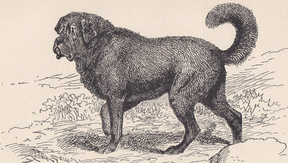 1900 TIBETAN MASTIFF DOG Print - Original Antique Dog Print - R. H. Moore - Dog Wall Art - Dog Lover - Dog Gift - 8.6 x 5.6 Inches