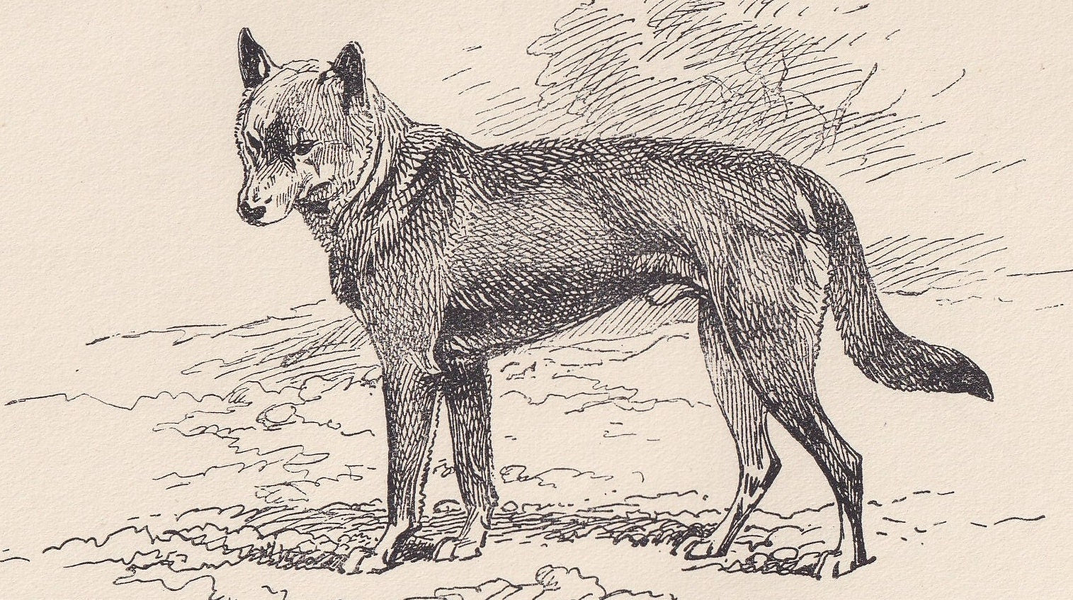 1900 AUSTRALIAN DINGO DOG Print - Original Antique Dog Print - R. H. Moore - Dog Wall Art - Dog Lover - Dog Gift - 8.6 x 5.6 Inches