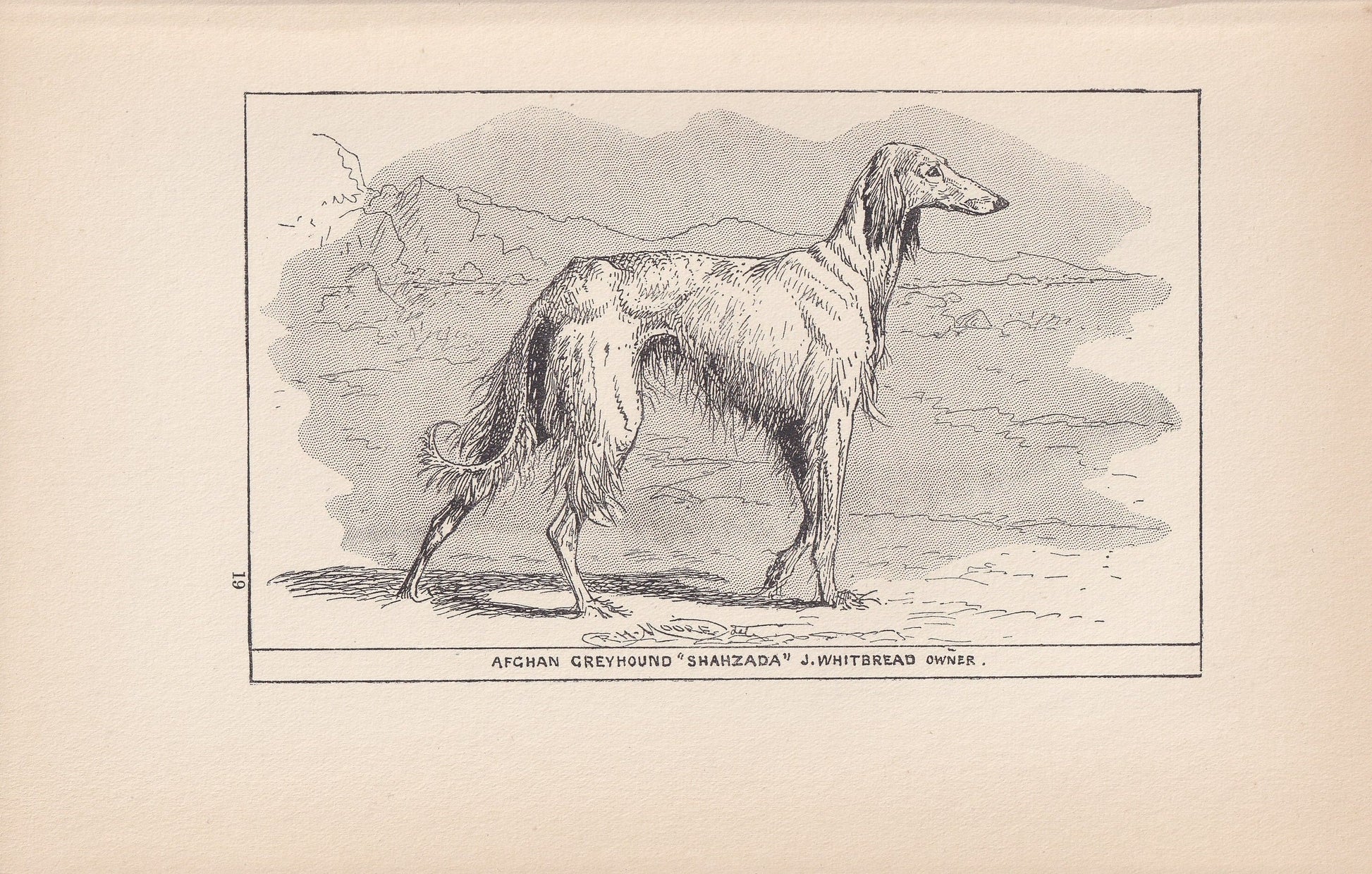 1900 AFGHAN HOUND DOG Print - Original Antique Dog Print - R. H. Moore - Dog Wall Art - Dog Lover - Dog Gift - 8.6 x 5.6 Inch
