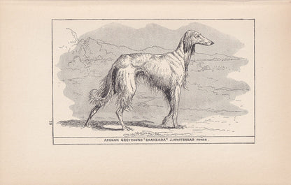 1900 AFGHAN HOUND DOG Print - Original Antique Dog Print - R. H. Moore - Dog Wall Art - Dog Lover - Dog Gift - 8.6 x 5.6 Inch