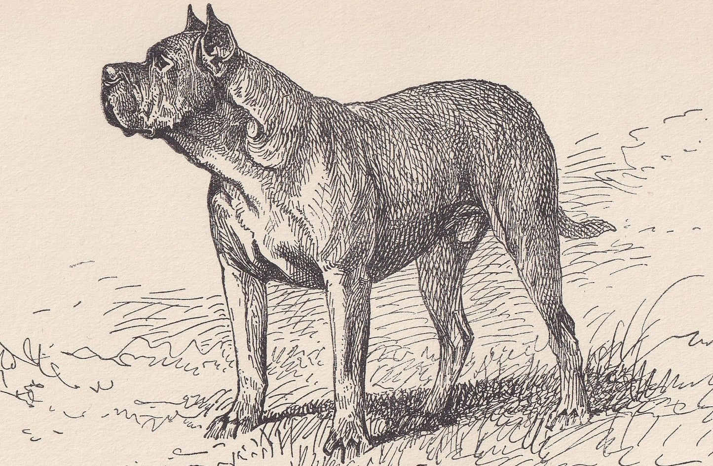 1900 DOGUE de BORDEAUX DOG Print - Original Antique Dog Print - R. H. Moore - Dog Wall Art - Dog Lover - Dog Gift - 8.6 x 5.6 Inches