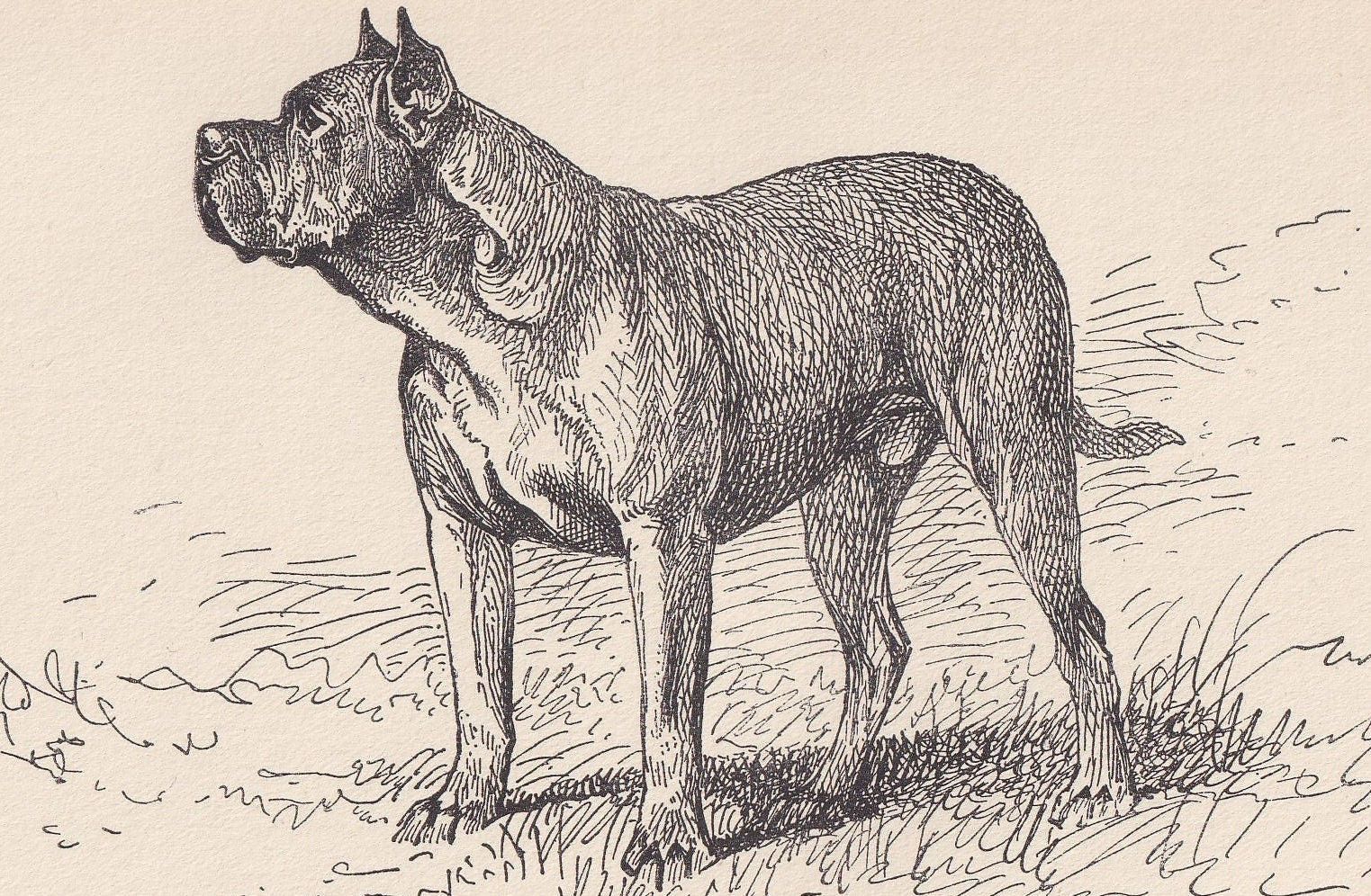 1900 DOGUE de BORDEAUX DOG Print - Original Antique Dog Print - R. H. Moore - Dog Wall Art - Dog Lover - Dog Gift - 8.6 x 5.6 Inches
