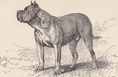 1900 DOGUE de BORDEAUX DOG Print - Original Antique Dog Print - R. H. Moore - Dog Wall Art - Dog Lover - Dog Gift - 8.6 x 5.6 Inches