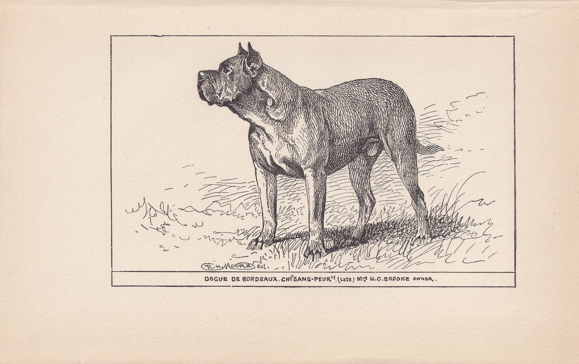 1900 DOGUE de BORDEAUX DOG Print - Original Antique Dog Print - R. H. Moore - Dog Wall Art - Dog Lover - Dog Gift - 8.6 x 5.6 Inches