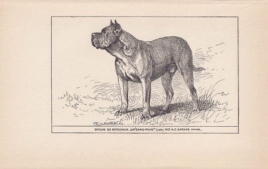 1900 DOGUE de BORDEAUX DOG Print - Original Antique Dog Print - R. H. Moore - Dog Wall Art - Dog Lover - Dog Gift - 8.6 x 5.6 Inches