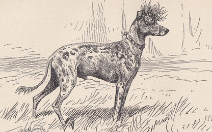 1900 CHINESE CRESTED DOG Print - Original Antique Dog Print - R. H. Moore - Dog Wall Art - Dog Lover - Dog Gift - 8.6 x 5.6 I