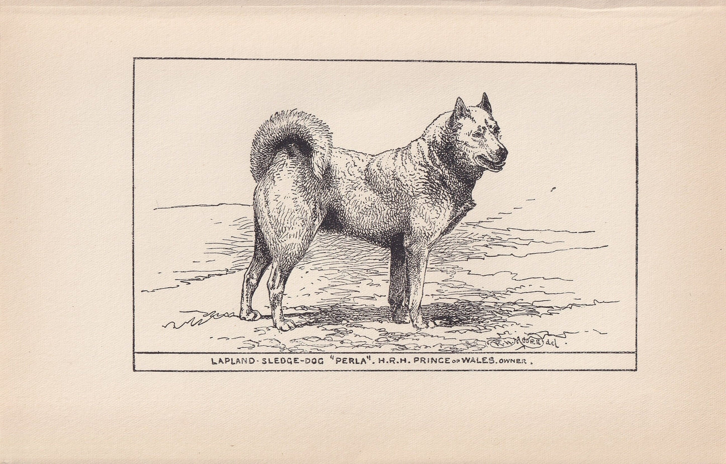 1900 HUSKY DOG Print - Original Antique Dog Print - R. H. Moore - Dog Wall Art - Dog Lover - Dog Gift - 8.6 x 5.6 Inches