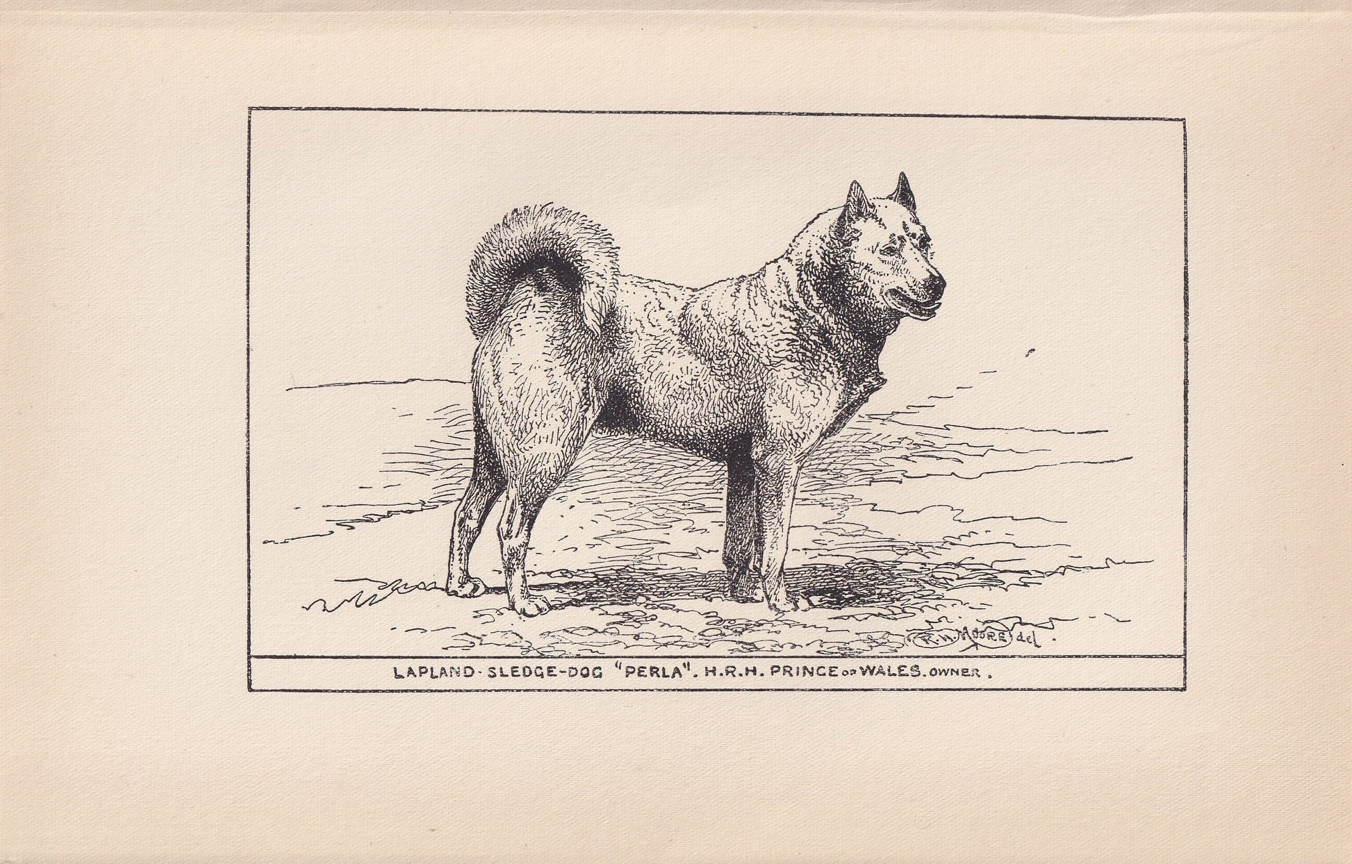 1900 HUSKY DOG Print - Original Antique Dog Print - R. H. Moore - Dog Wall Art - Dog Lover - Dog Gift - 8.6 x 5.6 Inches