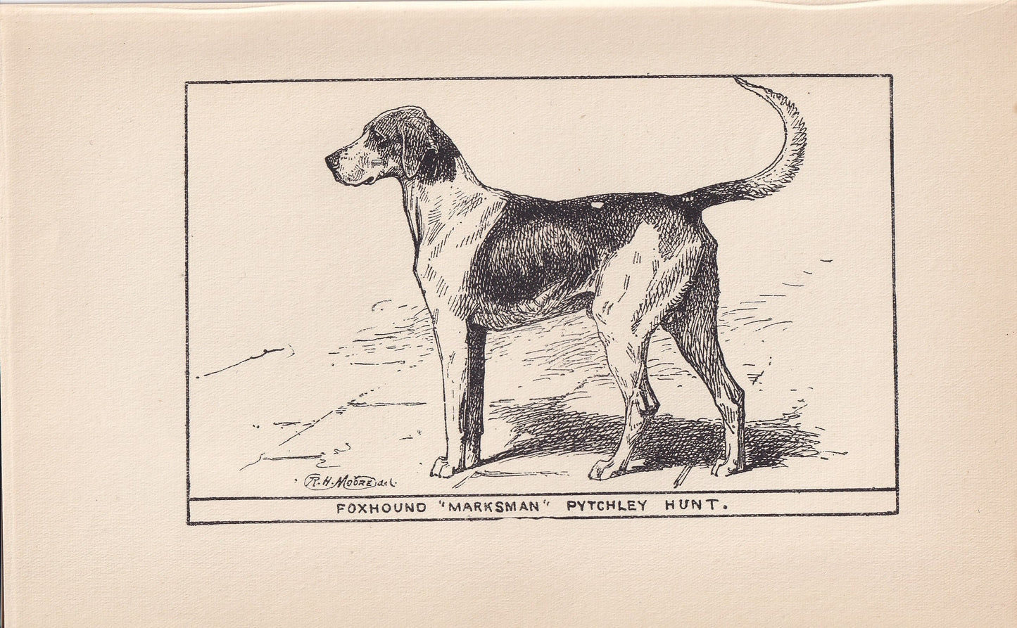 1900 FOXHOUND DOG Print - Original Antique Dog Print - R. H. Moore - Dog Wall Art - Dog Lover - Dog Gift - 8.6 x 5.6 Inches