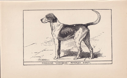 1900 FOXHOUND DOG Print - Original Antique Dog Print - R. H. Moore - Dog Wall Art - Dog Lover - Dog Gift - 8.6 x 5.6 Inches