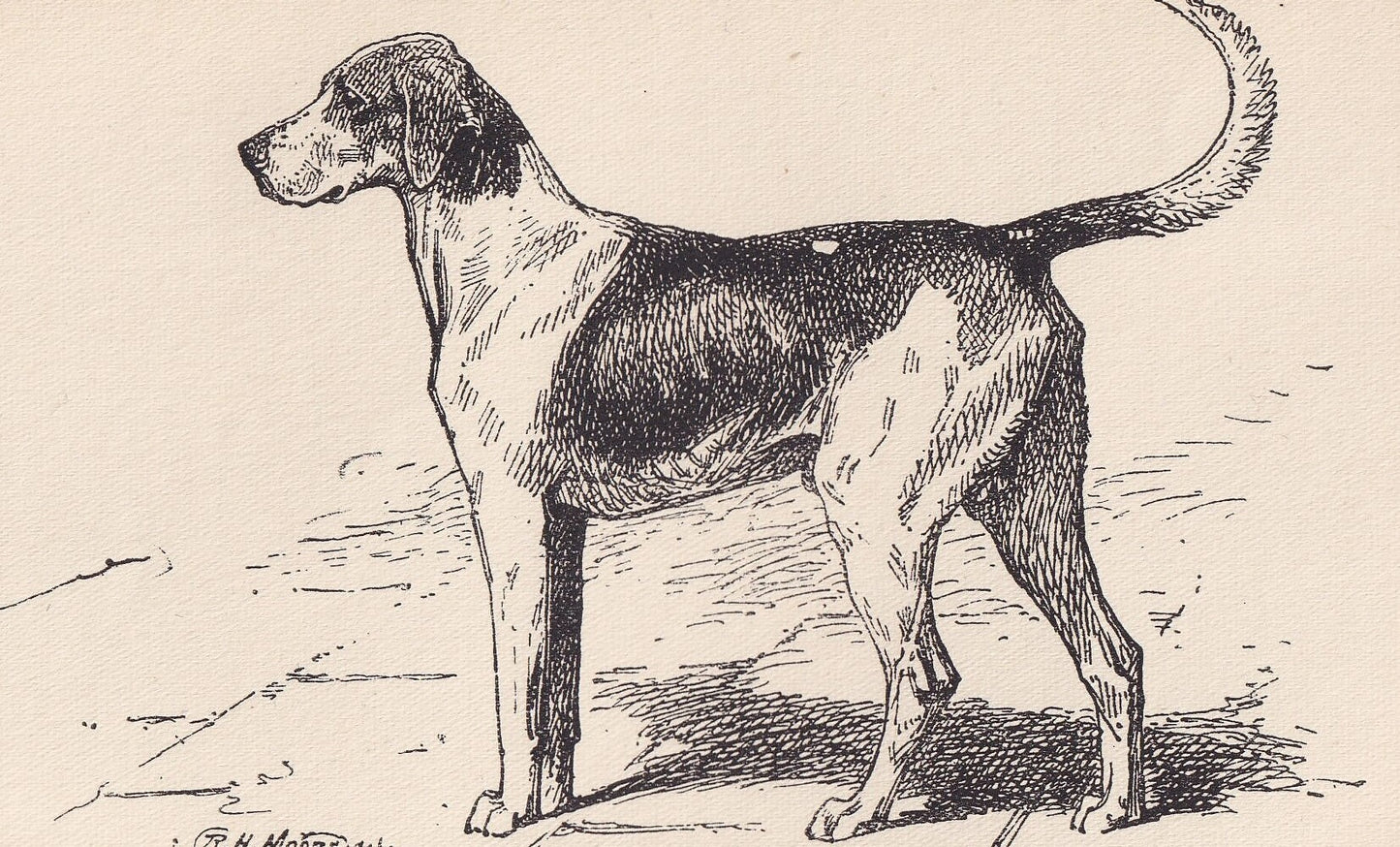 1900 FOXHOUND DOG Print - Original Antique Dog Print - R. H. Moore - Dog Wall Art - Dog Lover - Dog Gift - 8.6 x 5.6 Inches