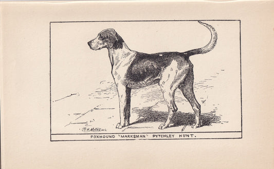 1900 FOXHOUND DOG Print - Original Antique Dog Print - R. H. Moore - Dog Wall Art - Dog Lover - Dog Gift - 8.6 x 5.6 Inches