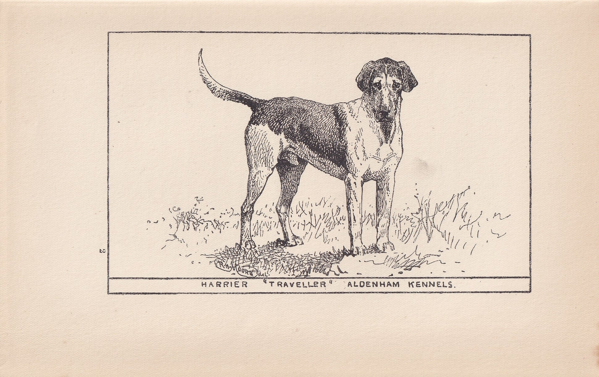 1900 HARRIER DOG Print - Original Antique Dog Print - R. H. Moore - Dog Wall Art - Dog Lover - Dog Gift - 8.6 x 5.6 Inches