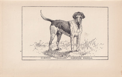 1900 HARRIER DOG Print - Original Antique Dog Print - R. H. Moore - Dog Wall Art - Dog Lover - Dog Gift - 8.6 x 5.6 Inches