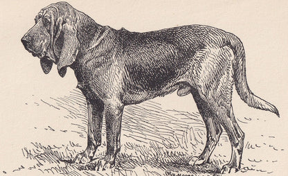 1900 BLOODHOUND DOG Print - Original Antique Dog Print - R. H. Moore - Dog Wall Art - Dog Lover - Dog Gift - 8.6 x 5.6 Inches