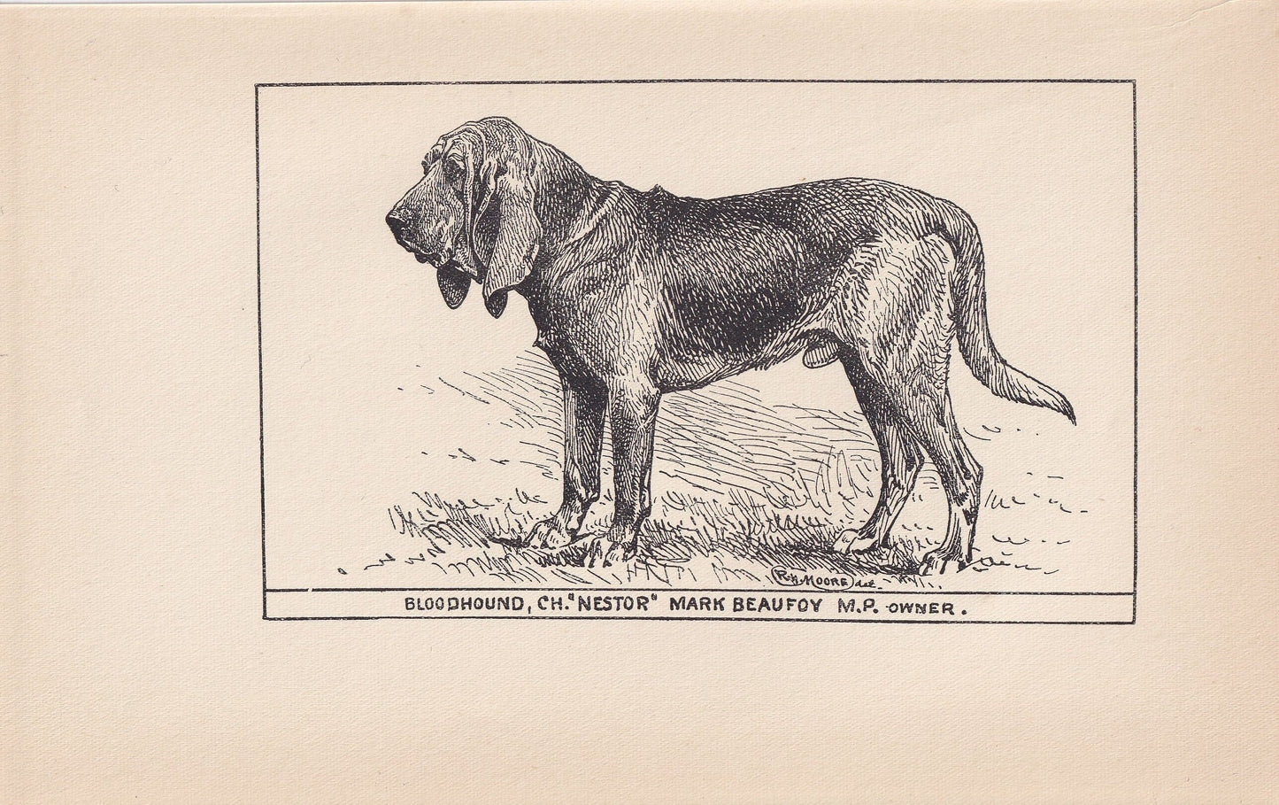 1900 BLOODHOUND DOG Print - Original Antique Dog Print - R. H. Moore - Dog Wall Art - Dog Lover - Dog Gift - 8.6 x 5.6 Inches