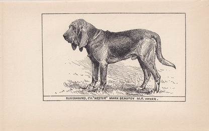 1900 BLOODHOUND DOG Print - Original Antique Dog Print - R. H. Moore - Dog Wall Art - Dog Lover - Dog Gift - 8.6 x 5.6 Inches